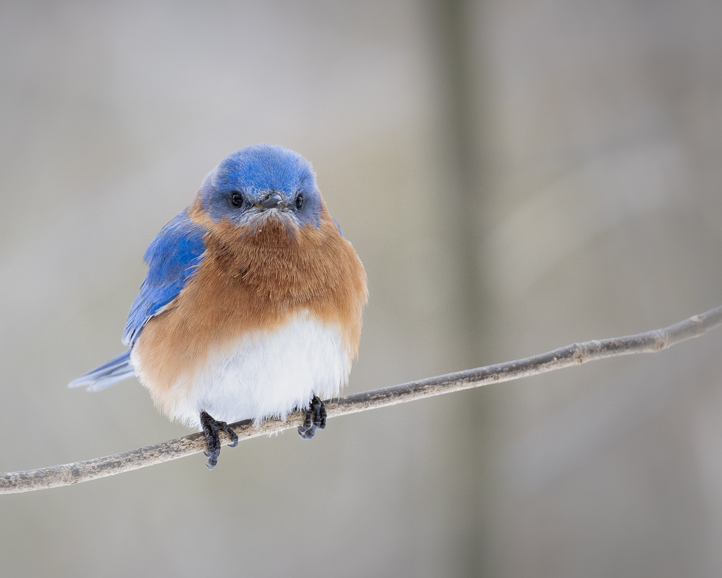 The Northern bluebird